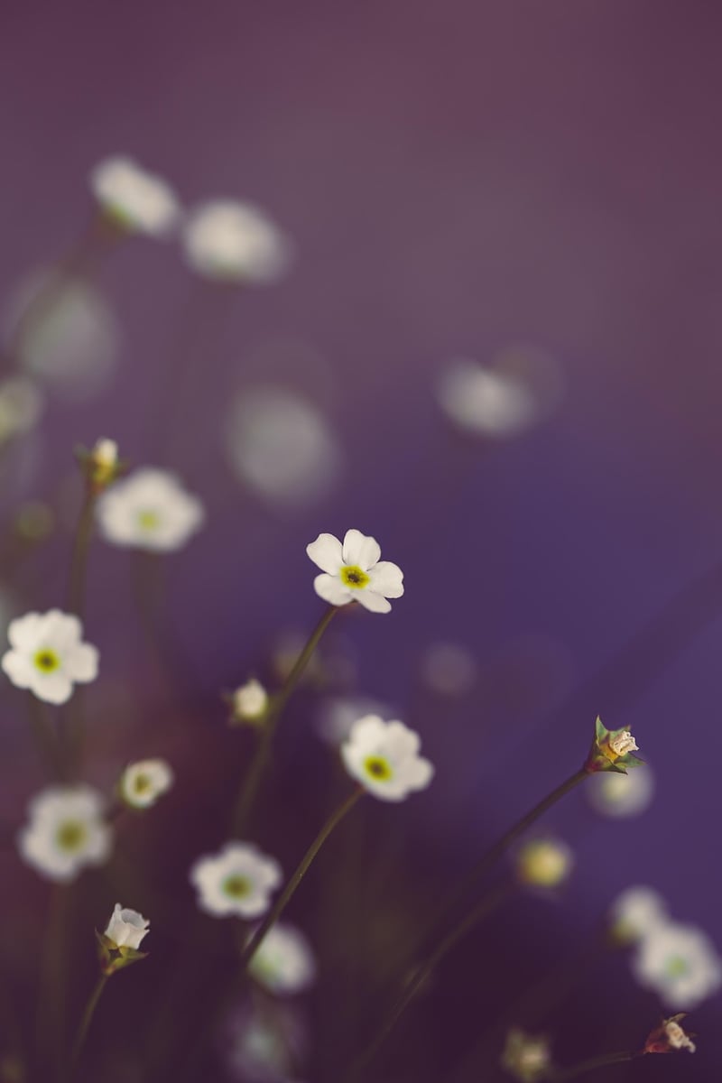 Mystical Floral Displays