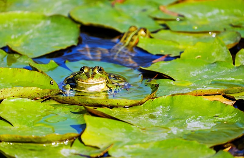 Frog in Pond