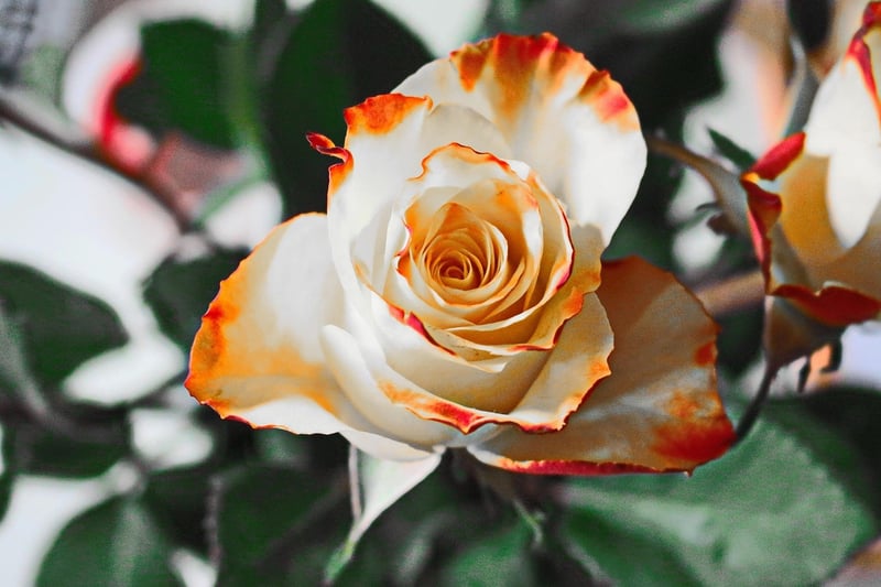 Garden Roses