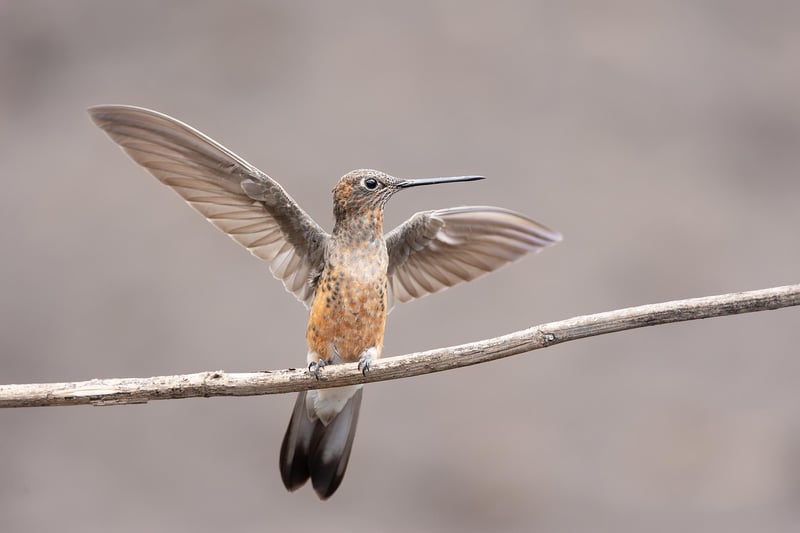 Hummingbird in Garden