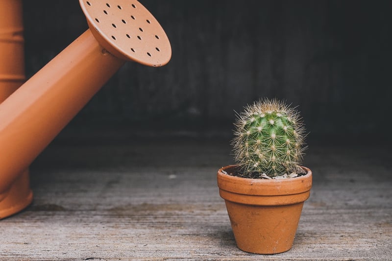 Indoor Plant Styling