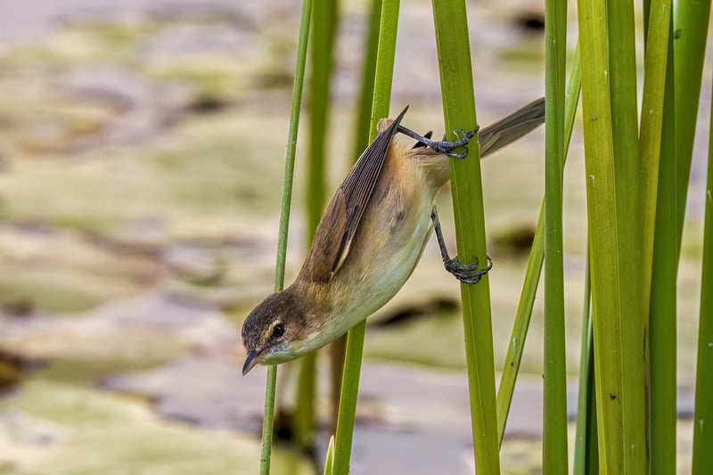 Pond Ecosystem
